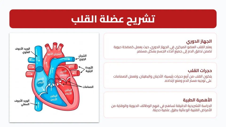شرائح العرض 3